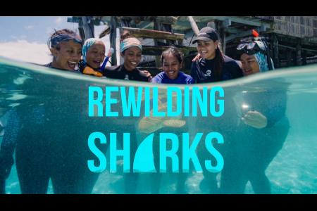 Rewilding Sharks